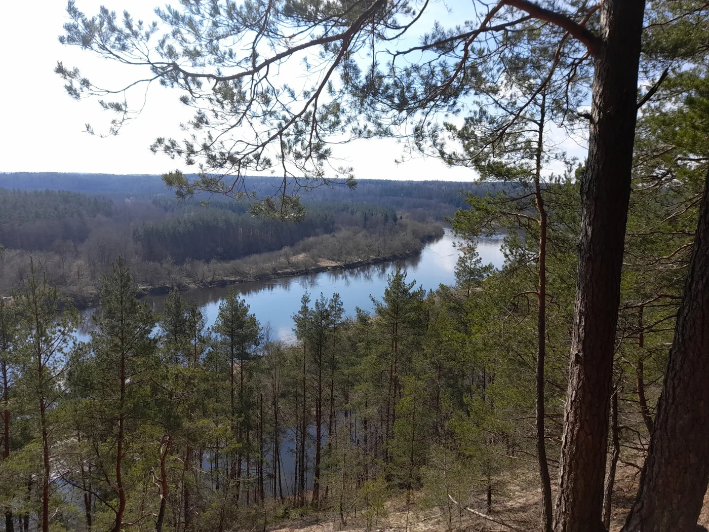 Neries slėnis pušyne