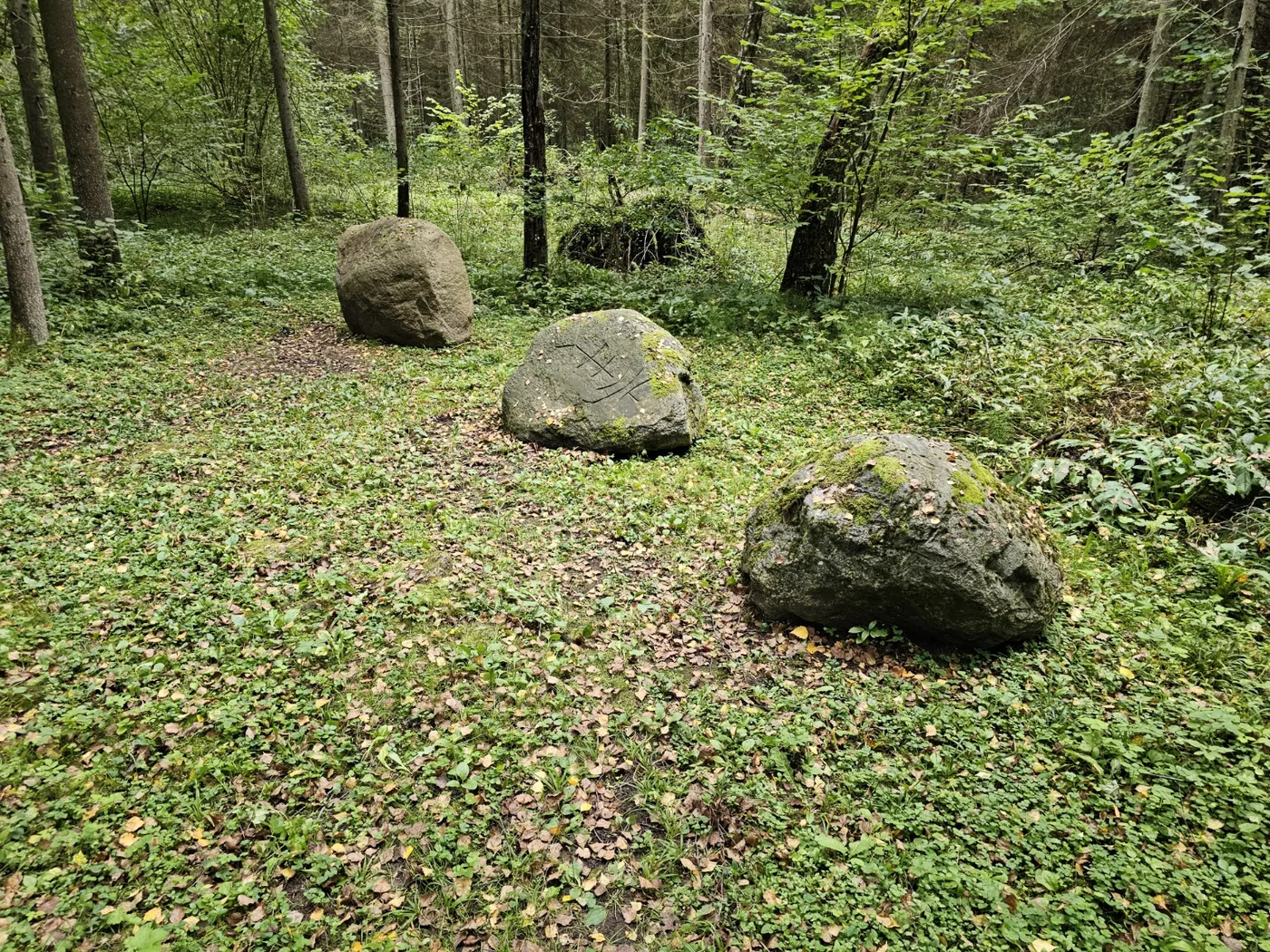 Rieduliai miško paklotėje