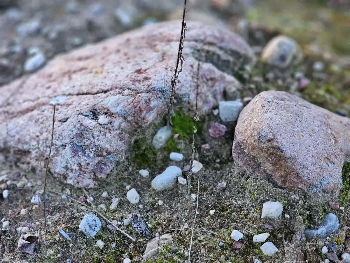 Rausvi rieduliai ir smulkūs akmenys miško paklotėje