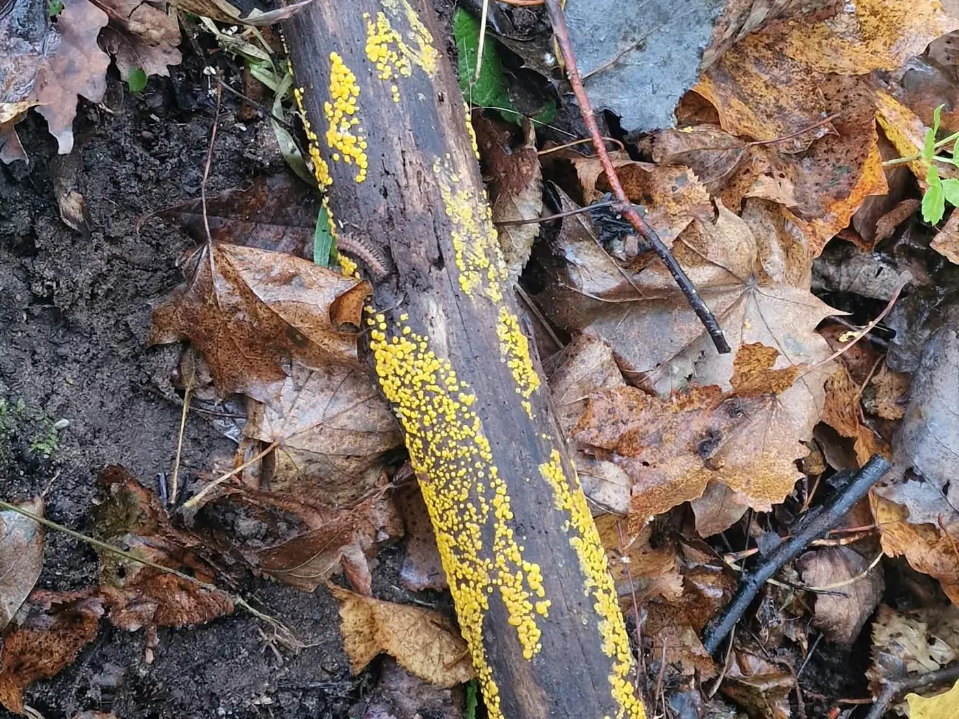 Smulkūs geltoni grybeliai ant pūvančios šakos