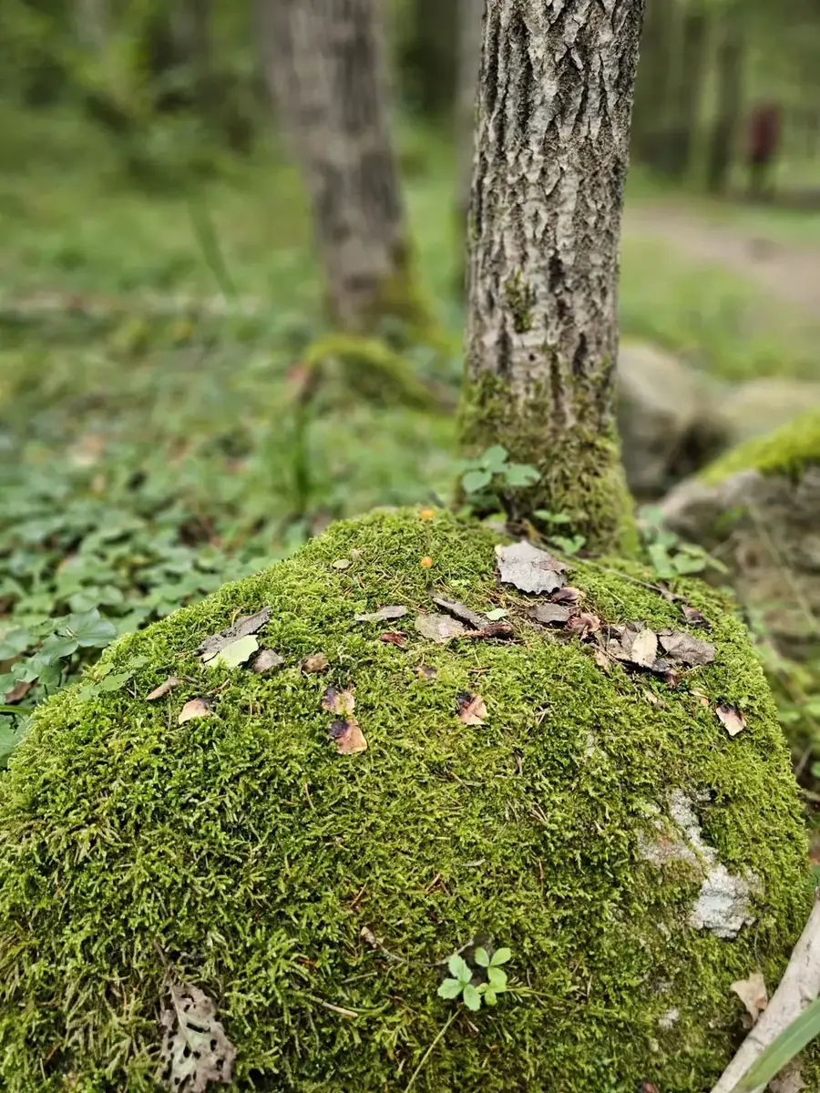 Samanų ir mažų augalų tekstūra ant akmens
