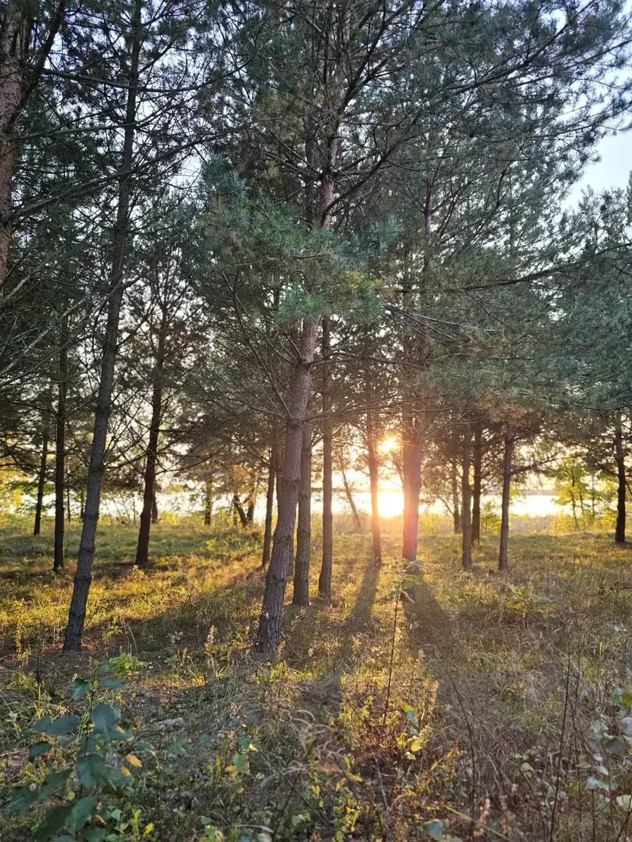 Pušynas saulės šviesoje