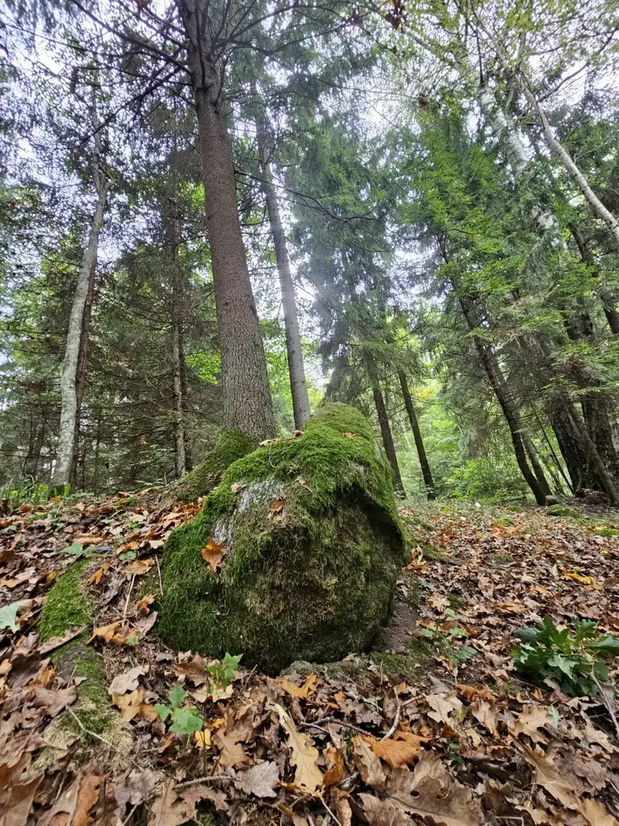 Samanomis apaugęs didelis akmuo miške