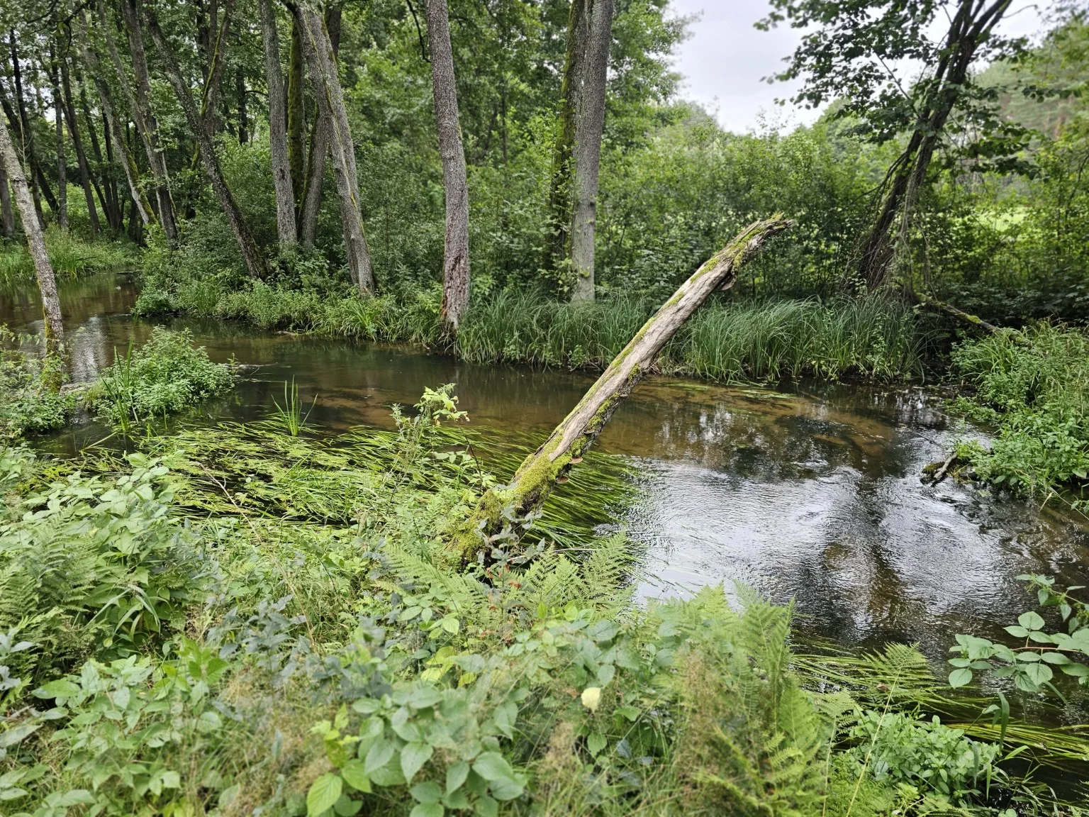 Miško upelis ir jo pakrantė