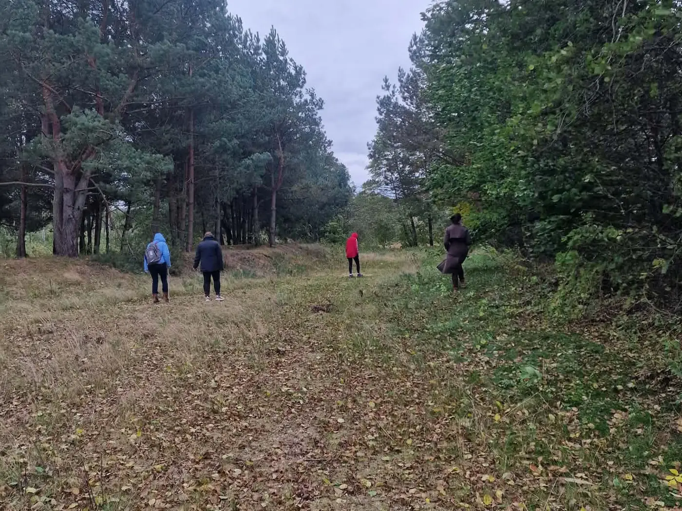 Grupė lėtai eina pušyno pakraščiu