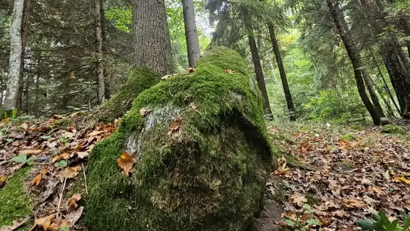 Samanomis apaugęs riedulys rudens miške