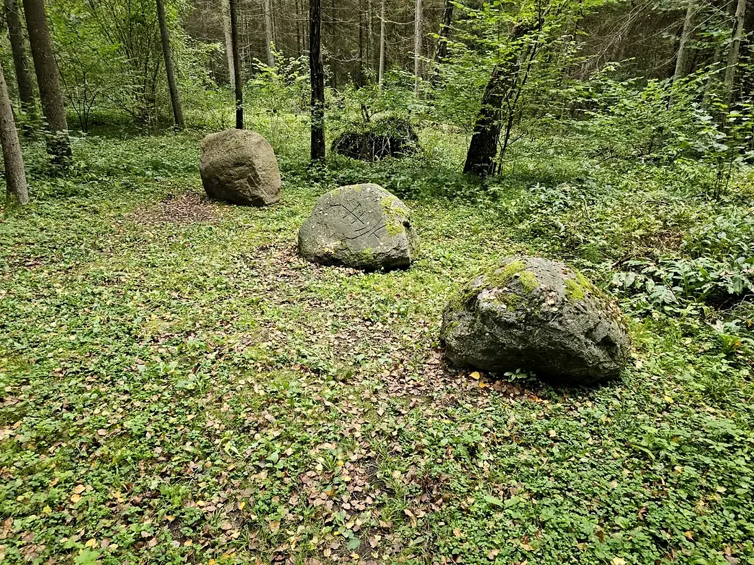 Rieduliai miško kraštovaizdyje