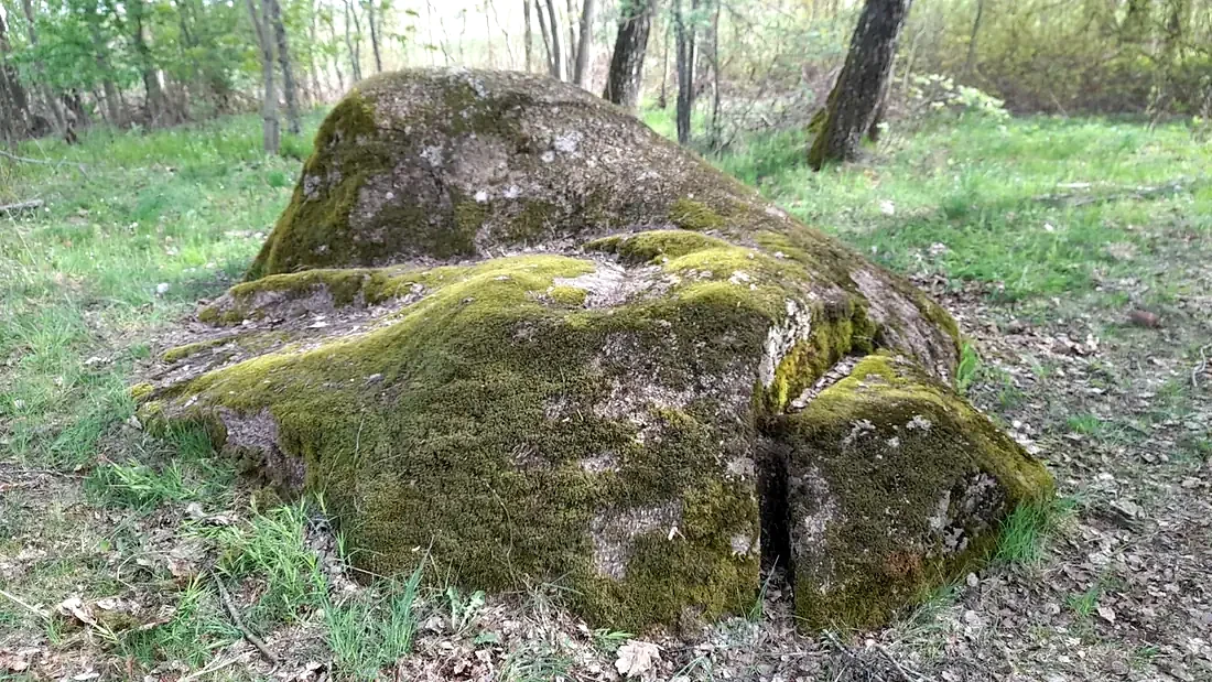 Samanomis apaugęs akmuo miške