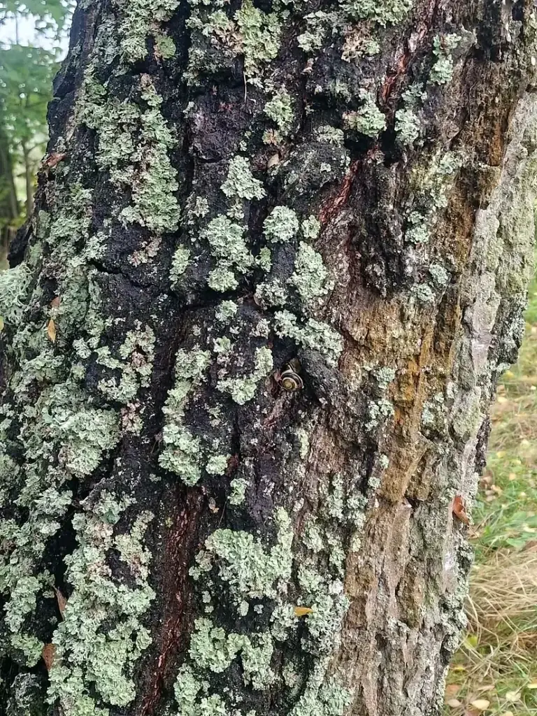 Kerpės ant akmens iš arti